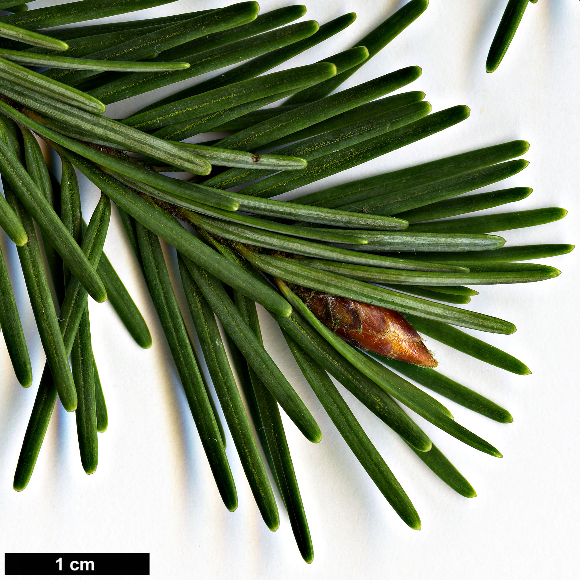 High resolution image: Family: Pinaceae - Genus: Pseudotsuga - Taxon: menziesii - SpeciesSub: var. glauca